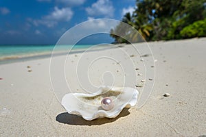 Open shell with a pearl on tropical sandy beach