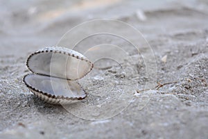 An open shell on the sand