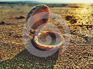 Open shell on the sand sunny day