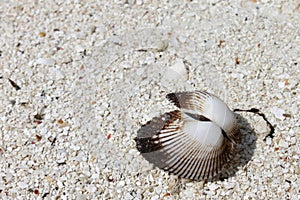 Open shell on white sand