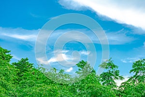 Open sky, cloud, and bamboo tree