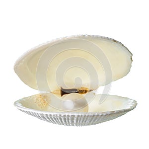 Open soft white cockleshell with pearl is isolated on white back