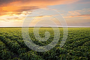 Open soybean field at sunset