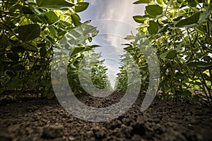 Open soybean field at sunset