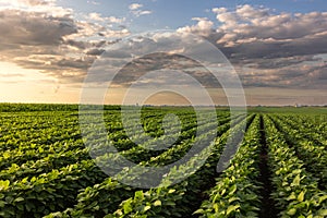 Open soybean field at sunset