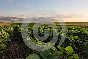 Open soybean field at sunset