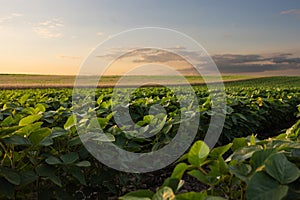 Open soybean field at sunset