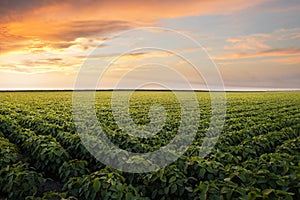 Open soybean field at sunset photo