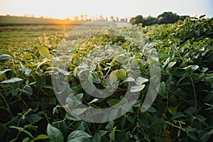 Open soybean field at sunset.Soybean field