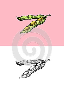 Open soybean pod. Detailed vegetarian food sketch. Hand drawn illustration for menu, label, icon or poster.