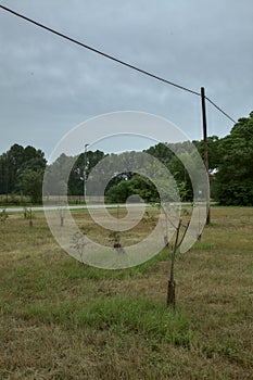 Open space in the countryside with young trees and a wooden electricity pylon on a cloudy day in summer