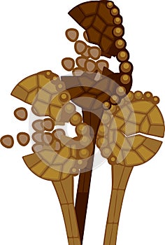 Open sporangia of fern with spores