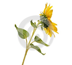 Open sunflower flower on the stem on white background rear side view