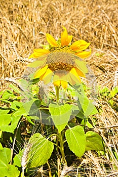 Open sunflower isolated in a wheat field - toned omage