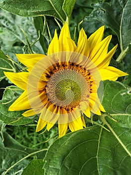 Open sunflower surrounded bu leaves