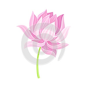 Open Tender Lotus Flower Bud on Leaf Stalk Vector Illustration