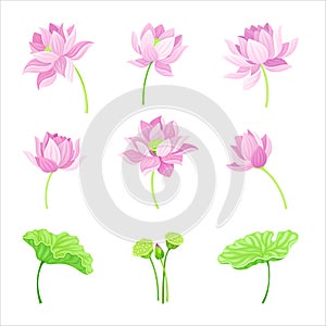 Open Tender Lotus Flower Bud on Leaf Stalk Vector Set