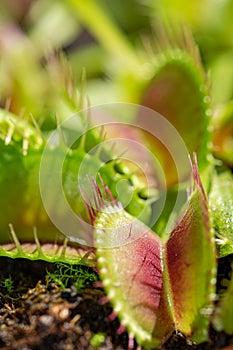 The open traps of a Venus fly trap plant