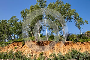 Open trees roots due to landslides, soil erosion, after road cut