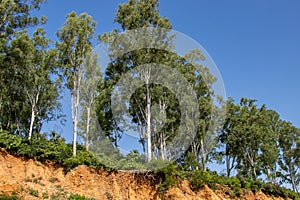 Open trees roots due to landslides, soil erosion, after road cut