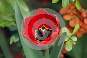 Open Tulip with bright red petals with a black center.