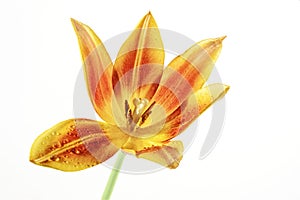 Open tulip flower head in orange, red and yellow with pistil and stamen, some water drops on the petals, isolated on a white