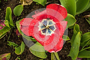 Open tulip