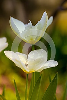 Open tulips in our garden