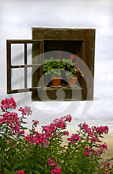 Open vintage window with red pelargonium