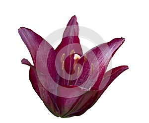 Open violet Lily flower isolated. Lilium pensylvanicum on white background