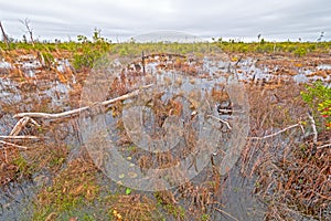 Open Wetland Priarie in a Swamp photo