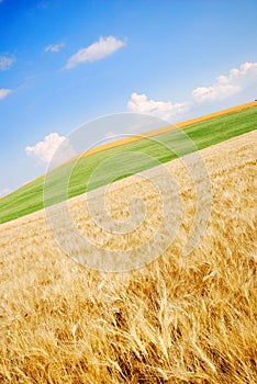 Open wheat field