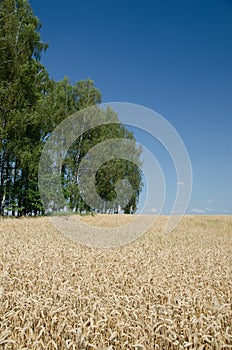 Open wheat field with trees in background - summer scene
