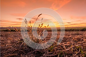 Open wheat veld with an amazing sunset backdrop