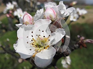 Open white apple flower and closed buds in spring . Tuscany, Italy