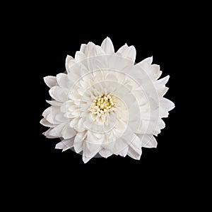 Open white chrysanthemum button isolated on black photo