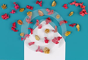 Open white envelop and colorful dried flowers, plants on blue background. Top view, flat lay