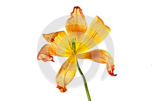 Open wilted tulip photo