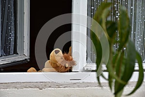 Open window, abandoned toy.