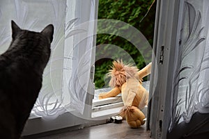 Open window, abandoned toy. The cat looks at the toy