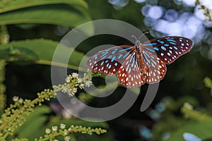 Open wing of Dark Blue Tiger butterfly