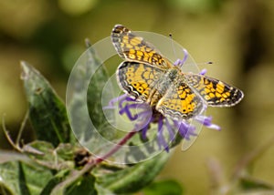 Open-winged Butterfly Sunbathing
