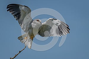 Open winged departure against blue sky