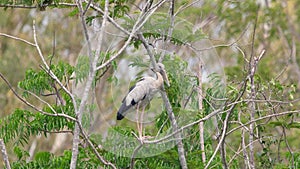 Open-winged stork perched on lush