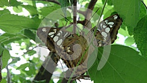 Open wings butterfly cammouflage in the forest leafs