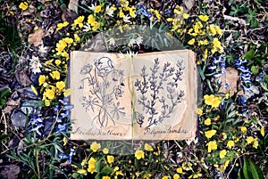 Open witch diary book with drawings of healing plants