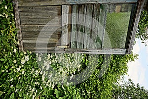 An open wooden door on the background of plants and flowers