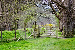 Open wooden gate in countryside