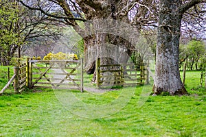 Open wooden gate in countryside