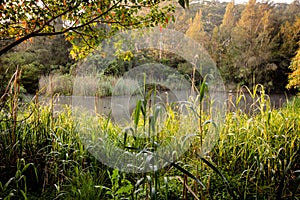 Open woodland in Sydney`s winter